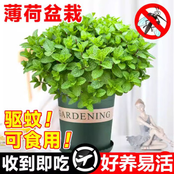 京悠雨德国品质薄荷盆栽可食用水培柠檬猫薄荷室内驱蚊吸净化空气花卉植 中盆薄荷+原盆(活动款) 含盆