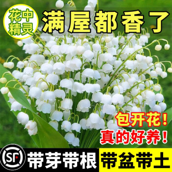 京悠雨德国品质铃兰花盆栽带花苞带芽种球花苗四季开花好养活室内花卉植 精挑5棵+肥料【开花较少】 裸根不带土