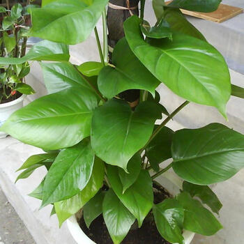 大叶【绿萝】扦插苗 大型室内常青盆栽绿植 大叶绿萝 10厘米小苗 不含