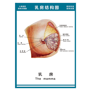 wsa51-15 乳房结构图 60*40厘米 覆膜防水pp贴纸