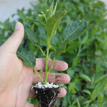 辣椒黑番茄苗聖女果春秋季陽臺室內盆栽種菜四季播蔬菜籽 人參果苗 2