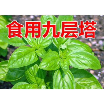 植物四季種香料九層塔種子食用陽臺盆栽菜籽 大葉荊芥種子2000粒