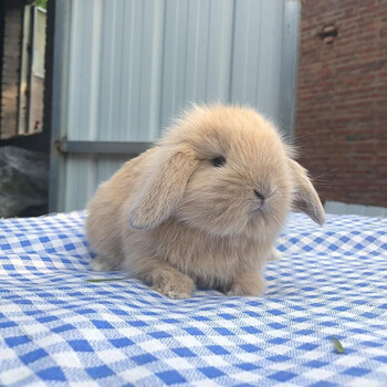 兔子活物 白兔垂耳兔宠物兔活体凤眼兔宝宝纯种兔朴彩(pucai) 黄色