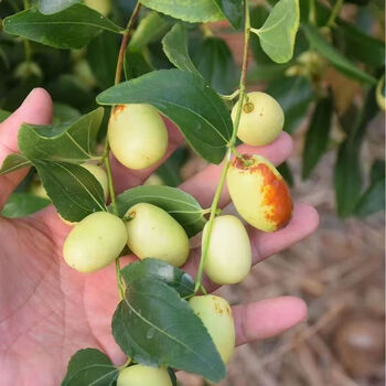 御春阁枣树活苗当年结果地栽枣子树苗南方北方种植枣树嫁接苗特大青枣苗 鲁冬枣4年苗 2年苗