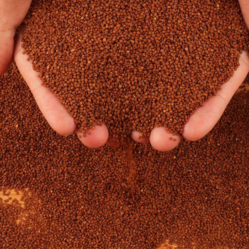 冰粉籽手搓冰粉籽特级冰粉籽冰粉籽批发冰粉摆地摊气泡冰粉冰粉粉