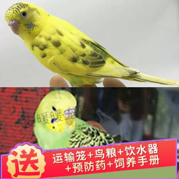 活体宠物鸟鸟活体说话鹦鹉虎皮鹦鹉学舌鸟手玩鸟观赏鸟 绿皮 黄云斑