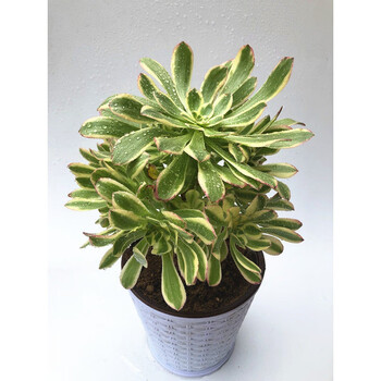 多头艳日伞 不含盆【图片 价格 品牌 报价】-京东