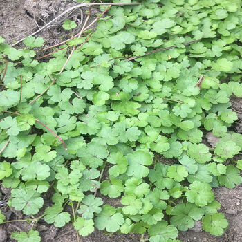 野生新鲜遍地锦 天胡荽 满天星 钱币草 细叶钱凿菜中草药1斤 500g