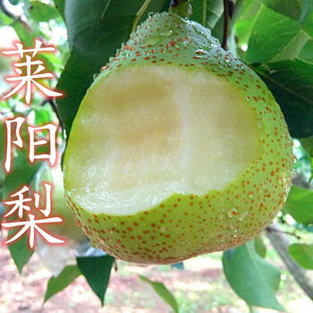 御春阁嫁接梨树苗南北方种植果树苗盆栽地栽特大梨树带果砀山梨当年结果 莱阳梨4年苗 2年苗