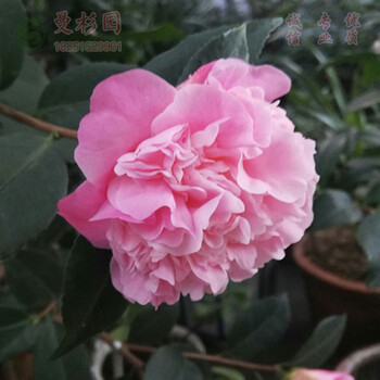 山茶花名贵品种山茶花苗带花苞庭院花卉30cm香妃茶花不含盆 图片价格品牌报价 京东