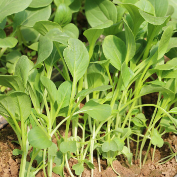 鲜之涧 新鲜采摘 生态种植 鸡毛菜 300g 新鲜蔬菜