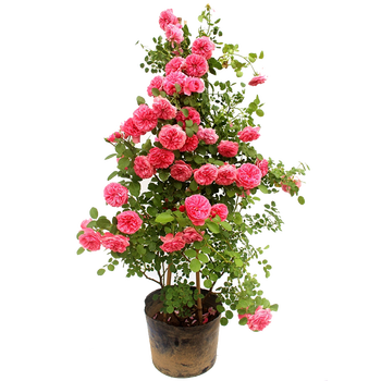 蔷薇花苗四季开花树状树形月季 随机品种带花发货 特大成品苗(打木架)