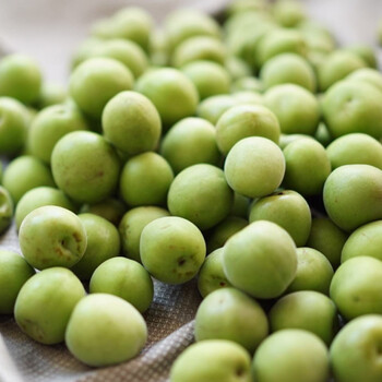 新鲜水果青梅果 云南丽江雪山照水梅 5斤装