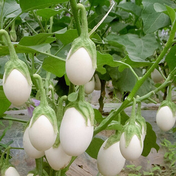 寿禾白蛋茄白茄子种子蛋树春季播种鸡蛋茄白长茄纯白圆茄瓜家庭种植阳台盆栽四季寿光蔬菜种籽菜籽