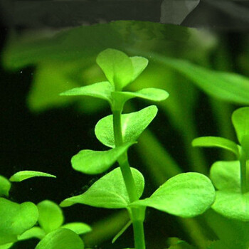 花草桌面水葫芦鱼池净化增氧子种子鱼虾鱼缸水草种 02号瓜子草4000粒