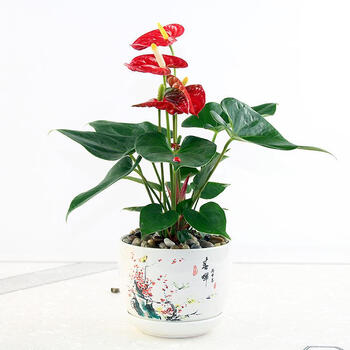 绿植盆栽水培粉掌红掌白掌办公室绿萝花卉花草 春晖陶瓷红掌