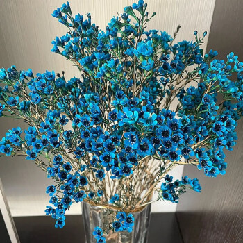云醉花国产平头澳洲腊梅b级多色可选蓝色若干枝