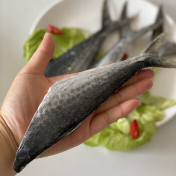 鲅鱼尾新鲜燕鲅鱼大马鲛鱼馅饺子海鱼海鲜冷冻批发精品鲅鱼尾4斤装