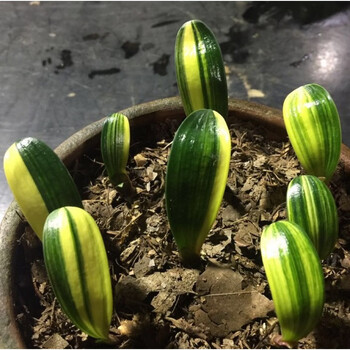 五彩金丝彩色君子兰 元宝麻脸短叶金边君子兰dwy t1 国兰彩一叶福伦彩