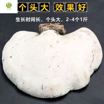 西藏野生白灵芝深山野生白色灵芝野生泡茶白边林芝非长