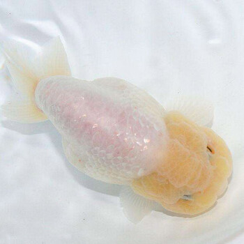 铭心精品兰寿金鱼活体冷水观赏鱼包活玉兔五花纯黑包金红白发财鱼 7