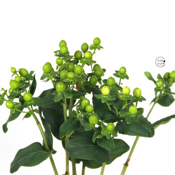 火龙珠相思豆红豆 云南昆明斗南鲜花 若干枝/扎鲜花速递 绿(国产) 不