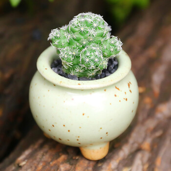 木木居摆摊1分多肉多肉植物新手套餐肉肉植物多肉组合盆栽绿植花卉白鸟 图片价格品牌报价 京东