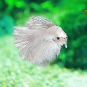 鱼官儿 泰国斗鱼 办公室客厅观赏斗鱼 热带淡水鱼水族活体宠物 白色系