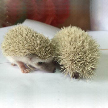 非洲迷你刺猬活体幼宠小刺猬幼崽白色杏色平托家养宠物迷你刺猬宝宝