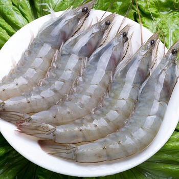 青岛对虾 新鲜青岛大虾鲜活大海鲜水产基尾虾海捕青虾对虾海虾冷冻q4