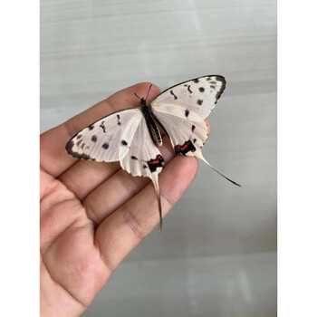 蛹活体可孵化婚礼放飞儿童礼物饲养观察小昆虫宠物认主 丝带凤蝶蛹3只