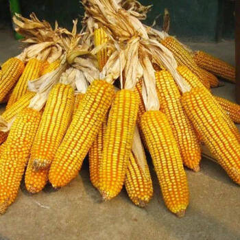 金博士717玉米品种图片