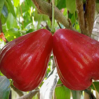 现摘海南三亚莲雾当季新鲜水果红宝石大叶莲雾果1斤/2斤/3斤/5斤