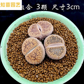 多肉植物生石花组合拼盘新手套装屁股花pp花石头花石生花肉肉3颗日轮尺寸3cm 不含盆土 图片价格品牌报价 京东