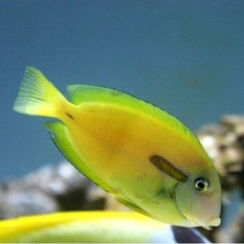 一字吊活体海水鱼倒吊类食藻除藻海缸观赏宠物鱼快递发货定水包活成鱼