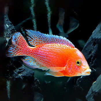 易萌 三湖慈鲷鱼活体中小型耐养易活热带观赏鱼杂鲷淡水鱼 火焰红8-10