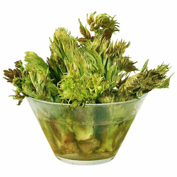 东北丹东特产新鲜刺嫩芽刺龙芽野生刺老芽新鲜山野菜 2斤装