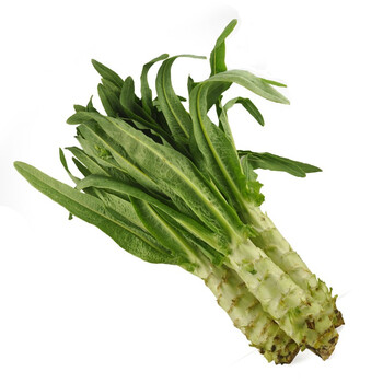 带叶莴笋 约1000