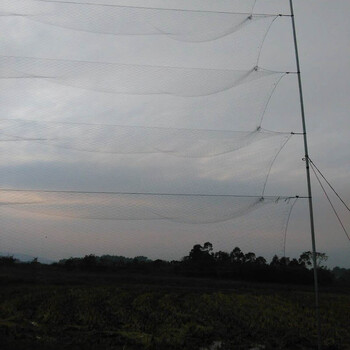 安果树户外鸡防逃网野鸡网果园网捕捉园林防护网地捕鸟网抓伤防护网捕