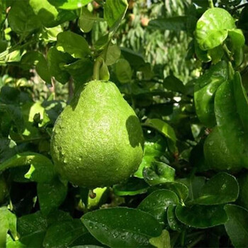 盆栽地栽柚子苗嫁接果树苗三红柚子树苗柚子苗红心柚苗红肉柚子树苗晚矮柚子3年苗 图片价格品牌报价 京东