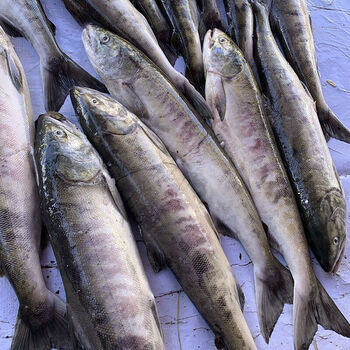 黑龙江特产大马哈鱼新鲜整条冷冻抚远洄游水产马哈5.5斤 原味 中通6斤