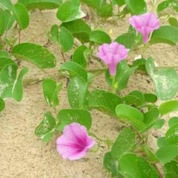 野生山草药 马鞍藤 二叶红薯中药材 新鲜现采 500克 500g