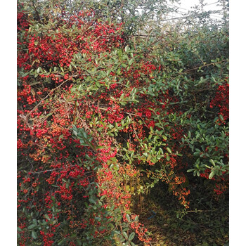 庭院花卉围墙篱笆绿篱小苗火棘苗带刺防盗植物盆景盆栽绿化树苗火棘小苗1 1 2米棵不含盆 图片价格品牌报价 京东