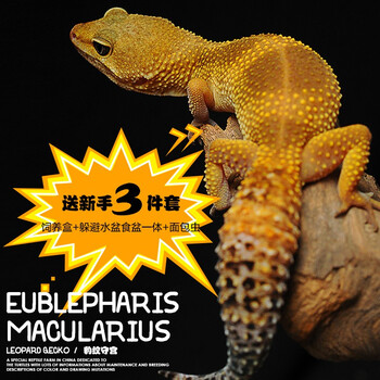 豹纹守宫爬宠异宠守宫蜥蜴类育归欣归人工繁殖变异蜥蜴宠物 鬼火