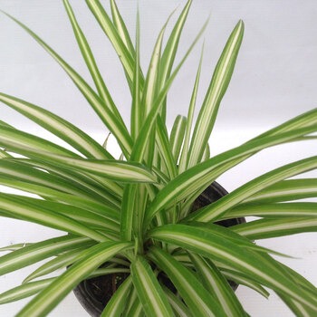 金边吊兰金心吊兰吊篮盆栽水培植物花卉 金心吊兰(3~5棵) 不含盆