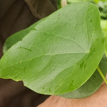 粪箕笃 新鲜千金藤中药材 犁壁藤田鸡草飞天雷公青蛙藤 畚箕草只为