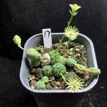 战长沙玉鳞宝多肉植物又名松球麒麟大戟科球形南块根植物17号7厘米盆参考裸根不带土 图片价格品牌报价 京东