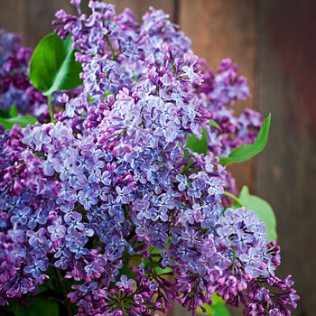 庭院开花树丁香花树苗浓香花卉紫丁香盆栽当年开花庭院地栽南方北方