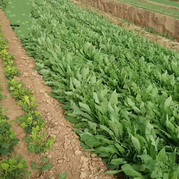 苦蕒菜種子飼用 牧草籽牛羊雞鴨鵝兔魚肥豬草買賣麥麻 南北方 苦麥菜