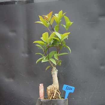 刺桂 冬桂 小品桂花 造型桂花 桂花盆景丹桂 金桂 沉香桂 四季桂 军